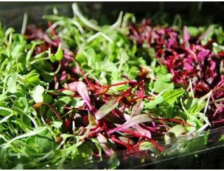 Микрозелень и семена лого