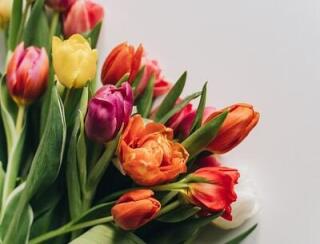 Фан Фан Тюльпан лого