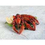 Раковарня  Красный рак